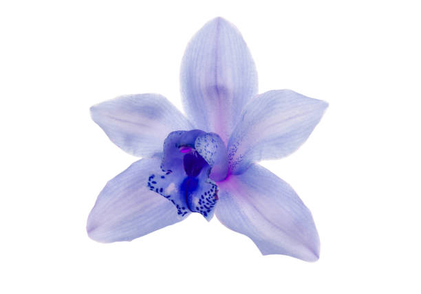 istock Violet orchid isolated on white background 1358409508