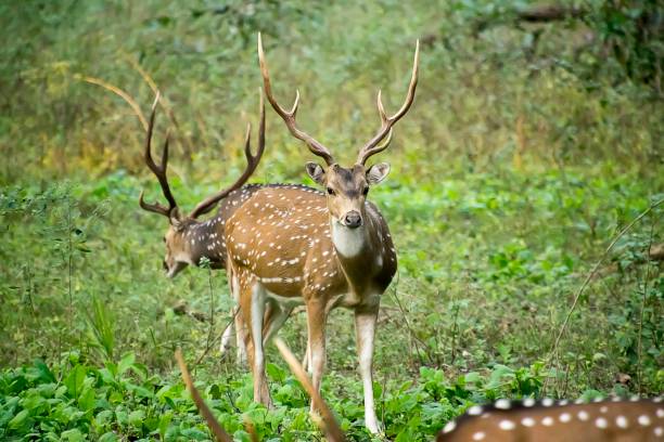 istock KANHA NATIONAL PARK - MADHYA PRADESH INDIA 1358410609