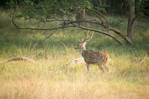 istock KANHA NATIONAL PARK - MADHYA PRADESH INDIA 1358410656