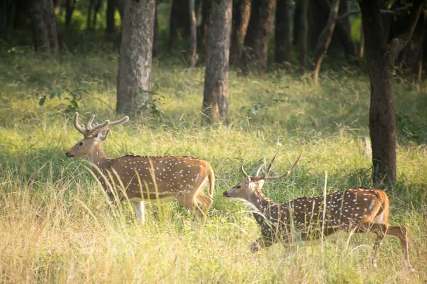 istock KANHA NATIONAL PARK - MADHYA PRADESH INDIA 1358410680