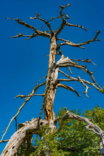 istock Old tree on Tara mountain in Serbia 1358411140