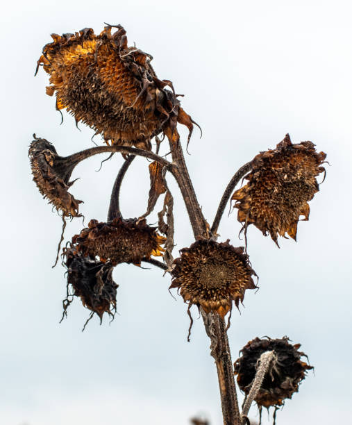 istock A dried up sunflower in winter 1358411786