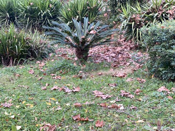 istock Home garden in winter 1358413221