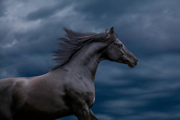 Black elegance Arabian horse gallops on stormy sky. Horse portrait closeup runs on dark blue background. arabian horse photos stock pictures, royalty-free photos & images