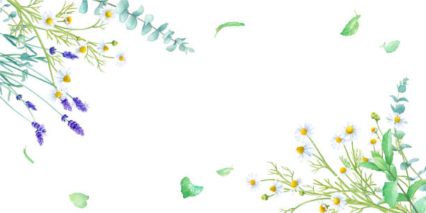 ilustrações de stock, clip art, desenhos animados e ícones de watercolor illustration of herbs (chamomile, mint, lavender). herbal frame decoration. (vector. layout can be changed) - gardening flower backgrounds beauty in nature