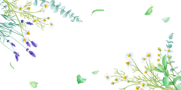 акварельная иллюстрация трав (ромашки, мяты, лаванды). украшение травяной рамы. (вектор. макет может быть изменен) - rosemary herb vegetable garden herbal medicine stock illustrations