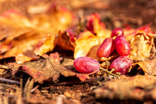 Ripe grapes berries close-up among dry leaves. Selective focus.