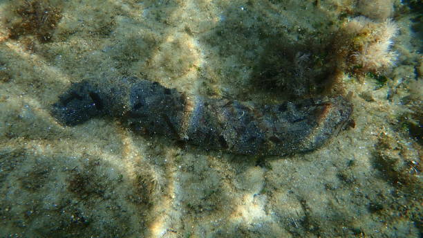Cotton-spinner or tubular sea cucumber (Holothuria tubulosa) undersea, Aegean Sea Cotton-spinner or tubular sea cucumber (Holothuria tubulosa) undersea, Aegean Sea, Greece, Halkidiki holothuria stock pictures, royalty-free photos & images
