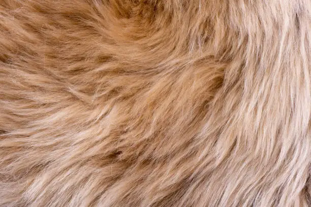 Fur texture top view. Brown fur background. Fur pattern. Texture of brown shaggy fur. Wool texture. Flaffy sheepskin close up