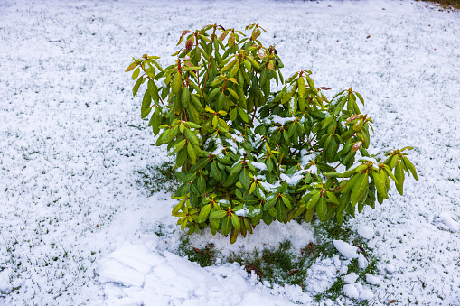 Beautiful view of green rhododendron covered in snow on winter day.  Beautiful winter background. Sweden.