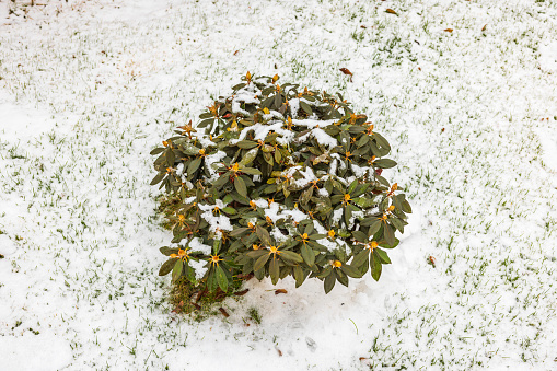 Close up view of frozen rhododendron flower. Winter backgrounds. Sweden.