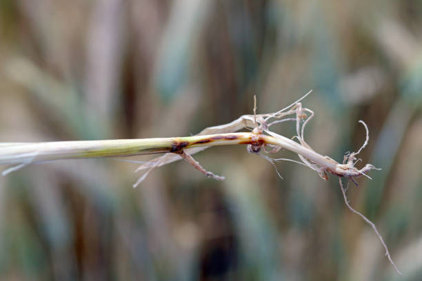 모든 곰팡이, gaeumannomyces 그라미니스 (아스코미코타),는 곡물과 잔디의 주요 루트 썩은 병원체입니다.  그것은 가장 손상 밀과 보리 작물, 점진적으로 루트 ��시스템을 파괴. - oat farm grass barley 뉴스 사진 이미지