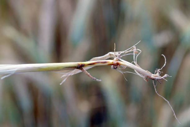 o fungo take-all, gaeumannomyces graminis (ascomycota), é um grande patógeno de raízes de cereais e gramíneas.  é a maioria prejudicial das culturas de trigo e cevada, destruindo progressivamente o sistema radicular. - oat farm grass barley - fotografias e filmes do acervo