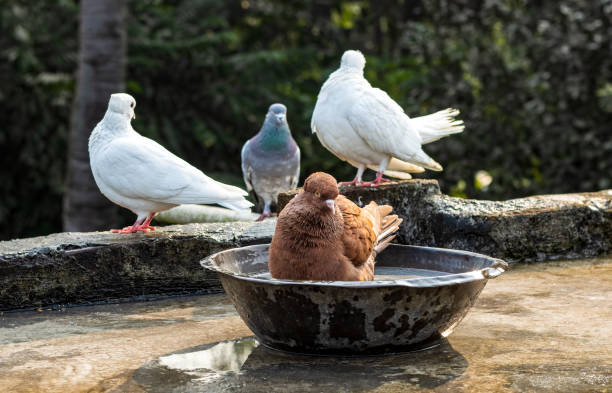 istock A red domestic pigeon bathing on a small copper bowl on the rooftop 1358424873