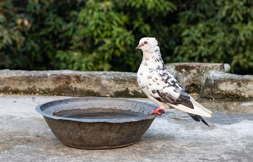 Common urban pigeon drinking water from a copper bowl on the rooftop