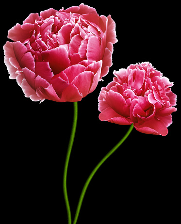 Pink  peonies flowers  on black  isolated background with clipping path.  Flowers on the stem.  Closeup. For design. Nature.