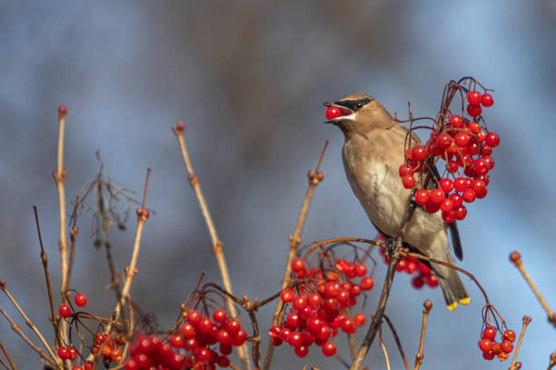 istock American Jasper (Bombycilla cedrorum), Cedar waxwing, Ampelis Americano. 1358425229