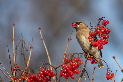 A cedar waxwing feeds on berries in the Laurentian Forest.