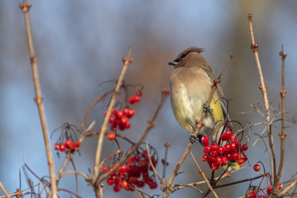 istock American Jasper (Bombycilla cedrorum), Cedar waxwing, Ampelis Americano. 1358425252