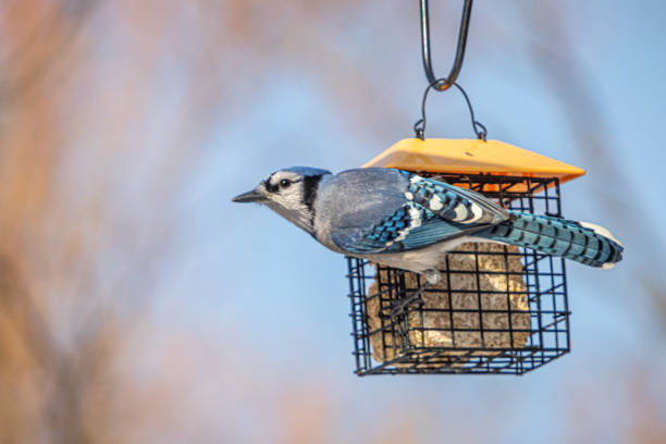 istock Blue jay on a feeder, (Cyanocitta cristata), Blue jay on a birdfeeder, Chara Azul. 1358425280