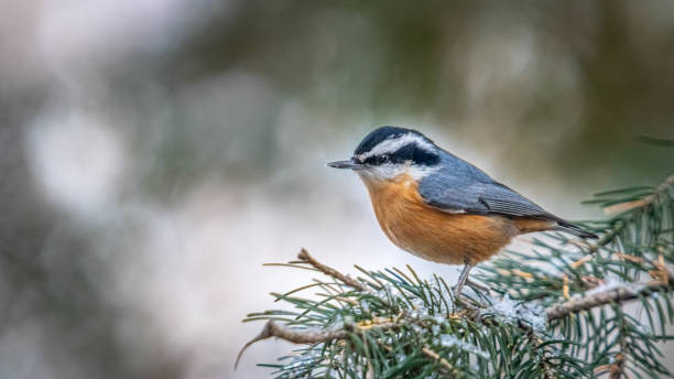 istock Red-breasted sitelle, (Sitta canadensis), red-breasted nuthatch, Trepador Canadiense. 1358425444