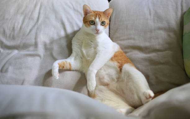 istock cat sleep and show its belly 1358426263