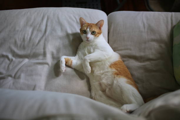 istock cat sleep and show its belly 1358426330