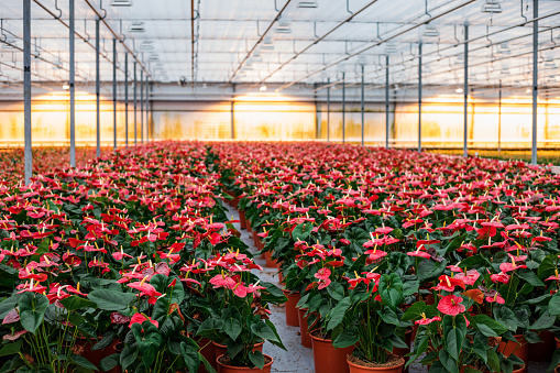 The inside of a working flamingo plant dutch greenhouse