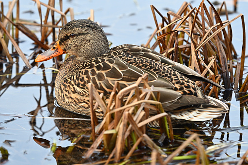 A female mallard's camouflage in reeds at edge of Mount Tom Pond in Connecticut