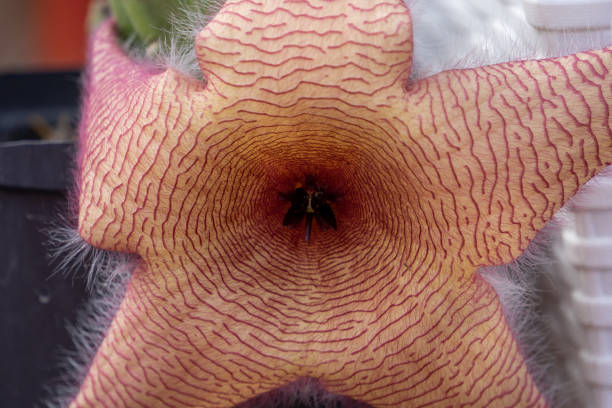 cactus flower texture and pattern, flower texture. exotic flowers.
