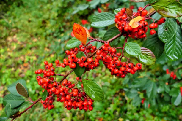 Cotoneaster lacteus (Parney Cotoneaster) festooned with clusters of vibrant red berries