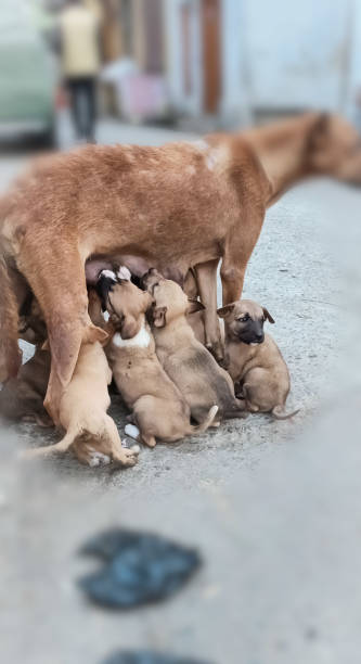 istock Feeding mother dog her puppy 1358429645