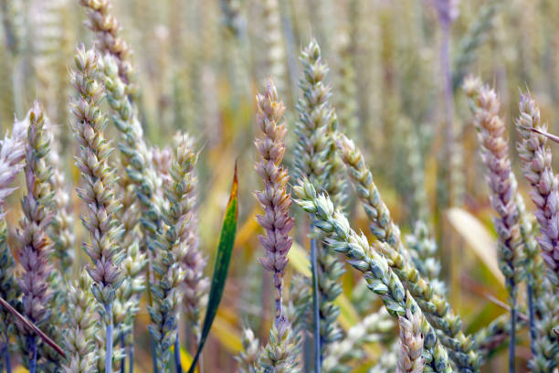 Fusarium ear blight (FEB) (also called Fusarium head blight, FHB, or scab), is a fungal disease of cereals, including wheat, barley, oats, rye and triticale. FEB is caused by a range of Fusarium fungi, which infects the heads of the crop, reducing grain yield. The disease is often associated with contamination by mycotoxins produced by the fungi already when the crop is growing in the field. The disease can cause severe economic losses as mycotoxin-contaminated grain cannot be sold for food or feed. el tizón de la oreja de fusarium, el tizón de la cabeza de fusarium, fhb o costra, es una enfermedad fúngica de los cereales: trigo, cebada, avena, centeno y triticale. la feb es causada por una variedad de hongos fusarium, que reducen el rendimiento de