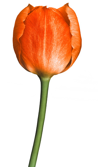 Red tulip flower  on white isolated background with clipping path. Closeup. For design. Nature.