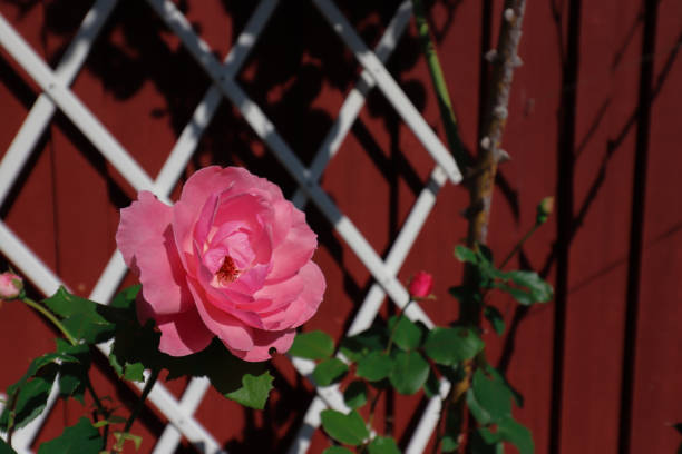 Pink rose in full bloom against a deep red wall, with green leaves, on a sunny day.