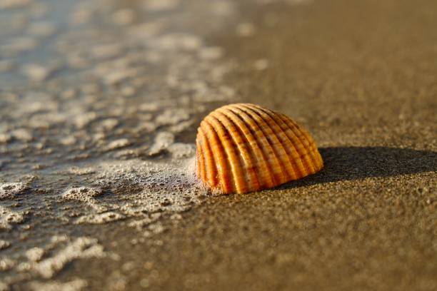 istock Sea shell with wave, Gibraltar beach under the sunlight. 1358432384