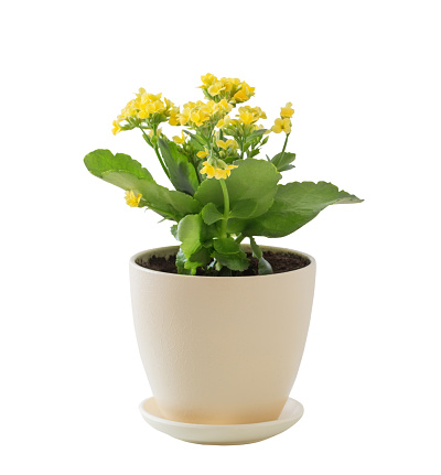 yellow kalanchoe in flower pot isolated on white background