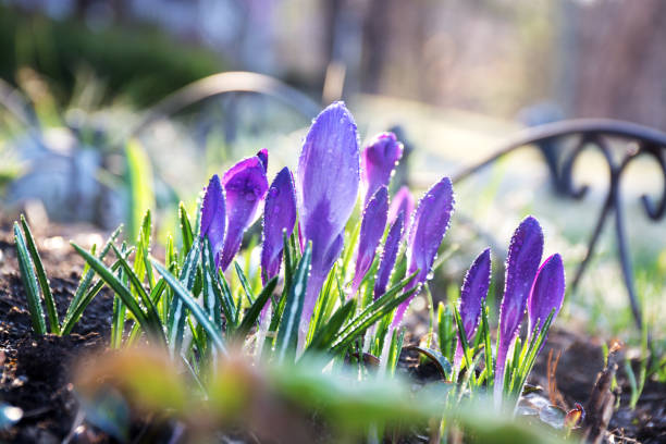 primeros cocodrilos, flores de primavera púrpuras en el jardín con fondo verde claro - first day of spring fotografías e imágenes de stock