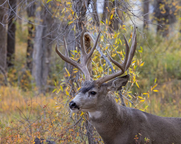 istock Buck Mule Deer in Wyoming in Autumn 1358433906