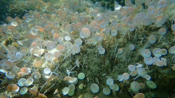 istock Green algae Acetabularia acetabulum undersea, Aegean Sea 1358434931