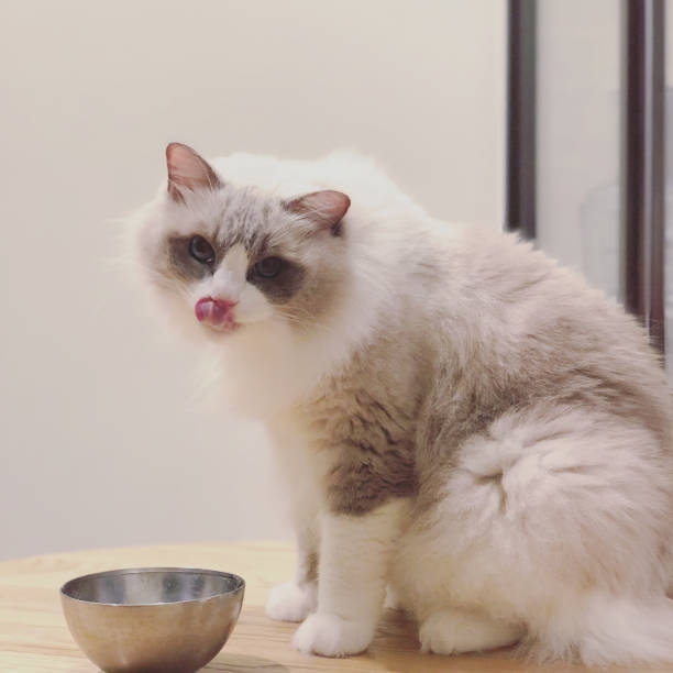 istock A Fluffy Ragdoll Kitten with Blue Eyes Having Its Meal. Feel Satisfied. 1358434935