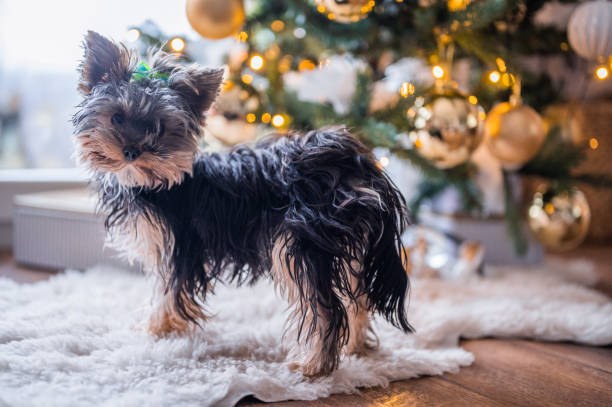 istock Cute Yorkshire Terrier in front of Christmas decorations 1358435707