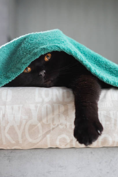 istock Black scottish cat looks at the camera from under the bedspread 1358436868