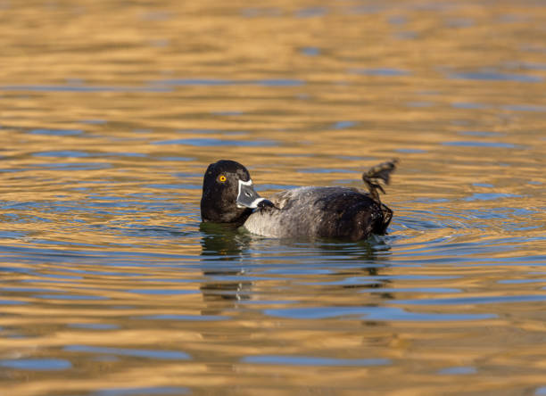 istock Ring-necked Duck Swimming 1358436909