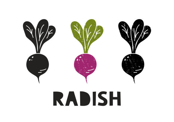 bildbanksillustrationer, clip art samt tecknat material och ikoner med radish, silhouette icons set with lettering. imitation of stamp, print with scuffs - radishes