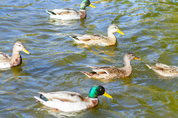 istock Wild ducks swim in the river 1358439639