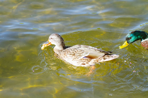 istock Wild ducks swim in the river 1358439649