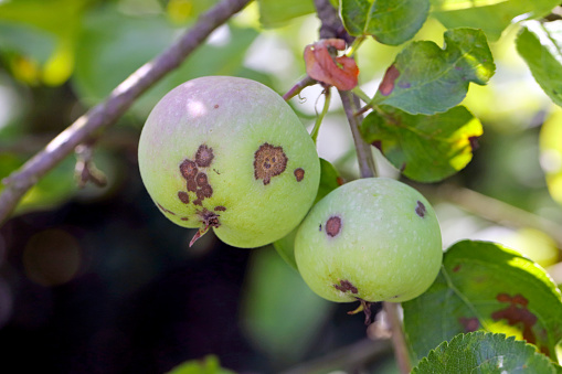 An apple fruit with brown curves caused by worms on the floor.