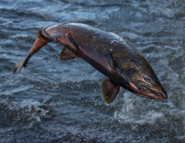 istock The King of Salmon 1358440535