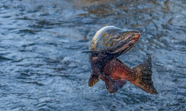 クリークはどこだ? - pacific salmon ストックフォトと画像